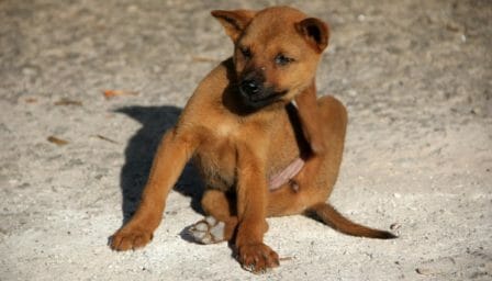conseils_chiens_sites_veterinaires_13.jpg