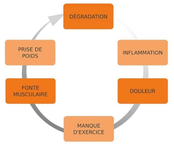 cercle vicieux arthrose