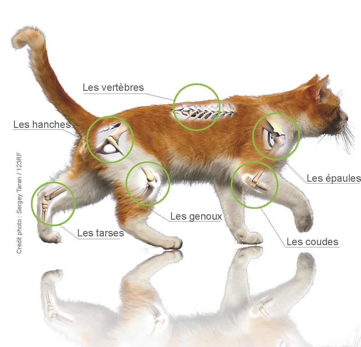 Articulations chat