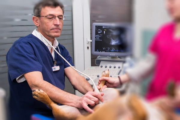 veterinaire antibes les pins Echographie
